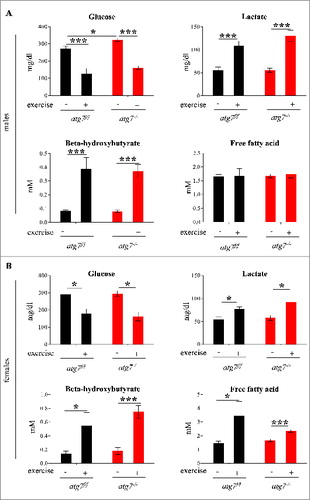 Figure 4. Autophagy inhibition does not impair glucose homeostasis. (A and B) Histograms representing blood concentrations of metabolites in atg7f/f and atg7−/− animals. Analyses were done before and after 3 d of eccentric exercise in (A) males (n = 6 atg7f/f, n = 4 atg7−/−), and (B) females (n = 6 atg7f/f, n = 6 atg7−/−).
