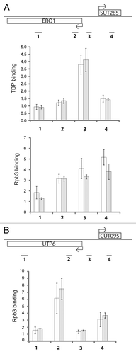 Figure 2 Stabilization of SUTs and CUTs in rrp6Δ is post-transcriptional. (A) Analysis across the bidirectional ERO1/SUT285 region. Schematic figure of the locus is at top with position of ChIP primer pairs indicated. Top graph shows ChIP signal for TBP in RRP6 (white) and rrp6Δ (gray) cells. Lower part shows ChIP for the Rpb3 subunit of RNA pol II. Data was generated by qPCR and is expressed as fold-enrichment of the indicated region relative to a non-transcribed telomeric control. Three biological and technical repeats were analyzed, error bars denote standard errors. (B) Analysis of Rpb3 across the bidirectional UTP6/CUT095 region, as in part (A).