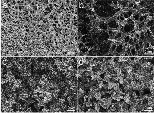 Figure 4. SEM images of the cross-section of Oat protein sponges (OPS) coded according to 0, 2%, 4%, and 6% (w/v) NaCl (OPS-0 (a), OPS-2 (b), OPS-4 (c) and OPS-6 (d) respectively. Reproduced with permission from Elsevier from a study by Wang et al. (Citation2021b). Fatigue resistance, re-usable and biodegradable sponge materials from plant protein with rapid water adsorption capacity for microplastics removal. Chemical Engineering Journal, 415, 129006. https://doi.org/10.1016/j.cej.2021.129006.