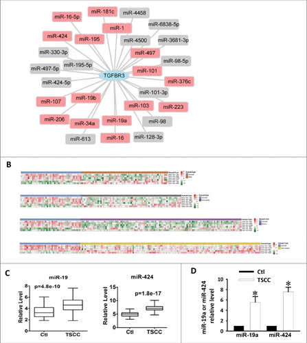 Figure 2. Upregulation of miR-19a and miR-424 in clinical TSCC specimens. (A) miRNA-TGFBR3 interaction network. The hexagon represents the TGFBR3 gene and rounded rectangles represent miRNAs. The red rectangles are the miRNAs that were detected in the expression profile of TSCC in the TCGA; additional miRNAs are colored gray. (B) Heatmap of differentially expressed miRNAs in TSCC and controls. Rows represent miRNAs and columns represent samples. Red represents high expression levels and green represents low expression values. (C) Box-plots of miR-19a and miR-424 expression in TSCC and control samples from the TCGA datasets. (D) Up-regulation of miR-19a and miR-424 in clinical TSCC specimens according to qRT-PCR. Values are shown as the mean ± SEM. n = 6 for each group, *p < 0.05 vs. control.