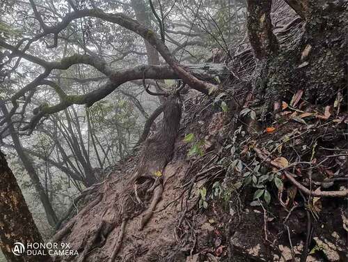 Photo 3.1. A sambar deer killed by a human trap. Photo by Honghan Ma.