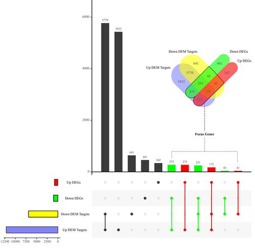 Figure 4 Venn analysis of DEMs’ target genes and DEGs. Up/down DEGs, differentially expressed genes significantly upregulated/downregulated in thermally injured skins from GSE8056. Up/down DEM targets, target genes of differentially expressed miRNAs significantly upregulated/downregulated in plasma exosomes from burn patients.