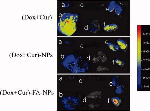 Figure 12. In vivo distribution of (DOX + CUR), (DOX + CUR)-NPs, and (DOX + CUR)-FA-NPs in the tissues. (a) Heart; (b) liver; (c) spleen; (d) lung; (e) kidney; (f) tumor.