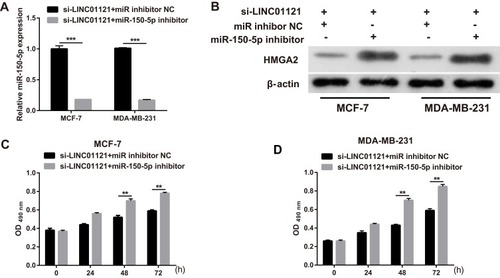Figure 6 miR-150-5p knockdown significantly attenuated the effects of LINC01121 silencing on HMGA2 protein expression and cell proliferation in breast cancer cells (A) The relative expression levels of miR-150-5p in MCF-7 and MDA-MB-231 cells were measured by qRT-PCR after co-transfected miR-150-5p inhibitor and si-LINC01121 or co-transfected with an NC inhibitor and si-LINC01121 at 48 h. (B) HMGA2 protein expression in MCF-7 and MDA-MB-231 cells was measured by Western blotting after co-transfected miR-150-5p inhibitor and si-LINC01121 or co-transfected with an NC inhibitor and si-LINC01121 at 48 h. (C and D) Proliferation of MCF-7 and MDA-MB-231 cells was measured by MTS assay after co-transfected miR-150-5p inhibitor and si-LINC01121 or co-transfected with an NC inhibitor and si-LINC01121 at 48 h (**p < 0.01, ***p < 0.001).