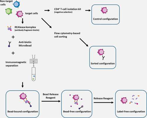 Figure 1. Schematic illustration of cell separation techniques and the resulting configurations