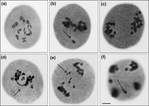 Figure 3. Chromosomal abnormalities (a) diakinesis; (b) stray bivalent at metaphase II; (c) unequal separation at anaphase I; (d) bridge at anaphase I; (e) laggards with fragment at anaphase I; (f) micronuclei at telophase II (scale bar=10 μm).