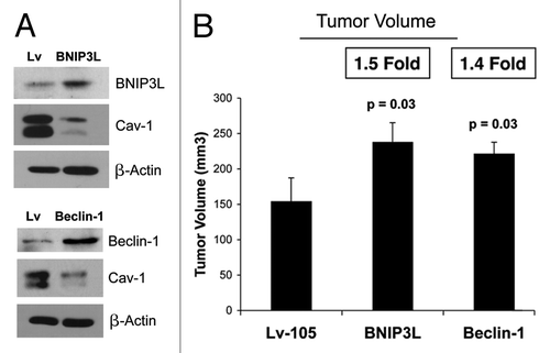 Figure 3. BNIP3L and Beclin1 overexpression in fibroblasts drives a loss of Cav-1 expression, and promotes tumor growth. To investigate the involvement of stromal BNIP3L and Beclin1 in tumor formation, we stably overexpressed both genes in hTERT fibroblasts. Lv- represents fibroblasts transduced with the vector alone control, namely Lv-105 (puro). (A) Note that BNIP3L and Beclin1 overexpression in fibroblasts is sufficient to induce a loss of Cav-1 expression, as observed by immunoblot analysis. Blotting with β-actin is shown as a control for equal protein loading. (B) BNIP3-, Beclin1- or control- fibroblasts were co-injected with MDA-MB-231 epithelial breast cancer cells, into the flanks of nude mice. At 4 weeks post-injection, the mice were sacrificed and the tumors were collected. n = 10 per experimental group. For both BNIP3L- and Beclin1 fibroblasts, a significant increase in tumor growth was observed. Thus, overexpression of both autophagic genes (BNIP3L and Beclin1) is sufficient to drive tumor growth.