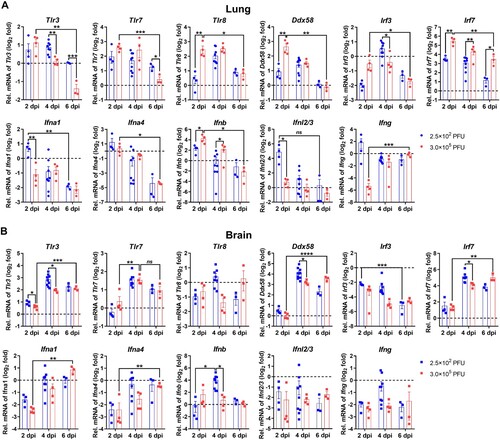 Figure 4. SARS-CoV-2 infection activated PRRs and interferons in K18-hACE2 KI mice. The mRNA levels of Tlr3, Tlr7, Tlr8, Ddx58, Irf3, Irf7, Ifna1, Ifna4, Ifnb, Ifnl2/3, and Ifng in (A) the lungs and (B) the brains were measured by relative quantification RT-PCR. The results are expressed as fold changes in the gene RNA levels in infected mice relative to the uninfected control. Gapdh was used as housekeeping gene. Two-way ANOVA with Tukey’s multiple comparison test was used. ****, P < 0.0001; ***, P < 0.001; **, P < 0.01; *, P < 0.05; ns, not significant, P > 0.05. Error bars represent the means with SEMs.