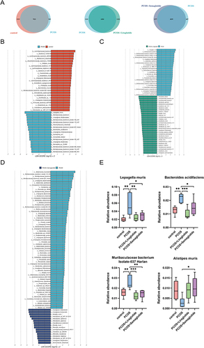 Figure 3 The differences in microbiota compositions at the species level made by liraglutide and semaglutide. (A) Venn diagrams showing the numbers of species between the control group and the PCOS group, between the PCOS group and the PCOS+Liraglutide group, and between the PCOS group and the PCOS+Semaglutide group, respectively. (B) LDA (linear discriminant analysis) scores for the species abundance in the control group and the PCOS group. Positive and negative LDA scores indicate the dominant species in the control group and the PCOS group, respectively. Only the species with LDA scores > 3 are shown. (C) LDA scores for the species abundance in the PCOS group and the PCOS+Liraglutide group. (D) LDA scores for the species abundance in the PCOS group and the PCOS+Semaglutide group. (E) The relative abundance of the species Lepagella muris, Bacteroides acidifaciens, Muribaculaceae bacterium Isolate-037 Harlan, and Alistipes muris among the four groups. Data are presented as means ± SEM.*P < 0.05; **P < 0.01; ***P < 0.001.