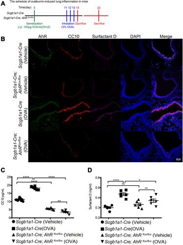 Figure 2 AhR deficiency resulted in reduced club cell-specific protein expression in OVA-sensitized and challenged mice. (A) Experimental protocol of Ag (OVA)-induced lung inflammation, in which mice were sacrificed one or 7 days after the last antigen challenge, and lung tissues and BALFs were collected for analysis; (B) lung sections from Scgblal-Cre or Scgb1a1-Cre; Ahrflox/flox mice with vehicle or OVA treatment were stained with DAPI (blue), anti-AhR antibody (green), anti-club Cell 10-kD protein (CC10) antibody (red), and anti-surfactant D (magenta). (C) CC10 and (D) surfactant D in bronchoalveolar lavage fluids were measured using ELISA; *P < 0.05, **P < 0.01 ****P < 0.0001 (One-Way ANOVA).