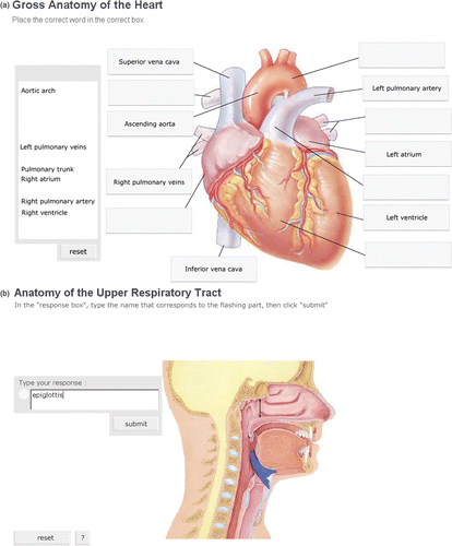 Figure 6. Reusable learning applets. (a) Partially completed drag-and-drop image of the heart. (b) Self-testing image of the upper respiratory tract in which the epiglottis has been highlighted and its corresponding label correctly entered. (reprinted by permission of Pearson Education, Inc.).