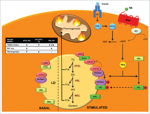 Figure 2. Neutral lipolysis players and regulation in BAT. Neutral lipolysis allows cells to obtain 3 free fatty acids (FFAs) and glycerol from the hydrolysis of triglycerides (TG). Three enzymes control this process: adipose triglyceride lipase (ATGL), which hydrolyzes TG into diacylglycerol (DG), hormone sensitive lipase (HSL), which has high affinity for DG and converts them into monoacylglycerols (MG) and monoacylglycerol lipase (MGL), which finalizes the hydrolysis of MG into glycerol and FFA that are used as a fuel for thermogenesis. In basal state ATGL is inhibited by G0/G1 switch gene 2 (G0S2) and ATGL co-activator comparative gene identification-58 (CGI-58) is kidnapped by perilipin. In addition, HSL is located in the cytosol and thus unable to reach its substrates. Upon β3-adrenergic stimulation, adenyl cyclase (AC) increases cAMP levels that activate protein kinase A (PKA), which phosphorylates HSL promoting its translocation to the membrane of lipid droplets (LD). PKA also phosphorylates perilipin, which releases CGI-58 that can then fully activate ATGL. Phosphorylated perilipin also enhances HSL activity. On the other hand, insulin stimulation, through protein kinase B (PKB) activates phosphodiesterase 3B (PDE3B) which converts cAMP into AMP decreasing PKA activation and its lipolytic action. Figure insert: mouse models of the enzymes involved in neutral lipolysis. ATGL KO mice accumulate TGs and have enlarged BAT, which displays defective thermogenesis.Citation133 aP2-ATGL overexpressing mice show a reduction in TGs and increased thermogenesis.Citation134 HSL KO mice accumulate TGs and specially large amounts of DG leading to an enlarged BAT.Citation142