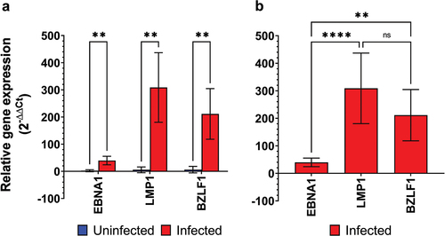 Figure 4.  Real-time RT-qPCR analysis of EBV infection of JECs. (a) The comparison of the expressions of EBV genes (EBNA1, LMP1, and BZLF1) between uninfected and infected JECs. (b) The expression levels of EBV genes (EBNA1, LMP1, and BZLF1) within infected JECs. After the completion of 1-day infection, JECs were cultured for an additional 3 days. The relative gene expression levels were calculated using the 2−ΔΔCT method, with the 36B4 gene serving as the reference gene and uninfected JECs as the reference sample. The data are expressed as mean ± SD (n = 4); the asterisks indicate significant differences (****p-value < 0.0001; **p-value ≤ 0.005; ns – not significant).