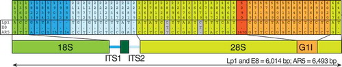 Figure 5. Epichloë hybrida Lp1 rDNA sequence derives from E. typhina. The 56 positions in the rDNA in E. festucae AR5/E. typhina E8 that differ from the E. hybrida sequence are indicated. Shading corresponds to the rDNA coding region schematic shown underneath (to scale). Numbers above represent positions in the three-way alignment. Polymorphisms between E. hybrida Lp1 and E. typhina E8 are shown in gray; one (position 2889) is likely a mutation in the E. hybrida lineage and the other (position 3679) is likely a mutation in the E. typhina lineage. Three polymorphisms, indicated by “I” and the number of nucleotides involved, are multinucleotide indels. The 470-bp indel starting at position 5090 (red) is a group I intron that has inserted in the E. festucae var. lolii AR5 28S rRNA gene near another group I intron (G1I, orange) that is shared between all three species. The 5.8S rRNA gene (dark green box in the schema) has no polymorphisms. The majority of the polymorphisms (35 of 58) are found in the noncoding regions (ITS1, ITS2 and group I intron). The lengths of the rRNA coding regions from the three species are shown at the bottom.