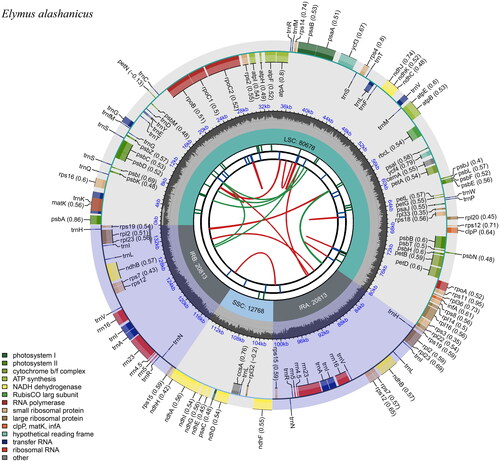 Figure 2. Schematic circular map of overall features of E. alashanicus chloroplast genome. Graphic showing features of its plastome was generated using CPGview. The map contains six tracks. From the inner circle, the first track depicts the dispersed repeats connected by red (forward direction) and green (reverse direction) arcs, respectively. The second track shows the long tandem repeats as short blue bars. The third track displays the short tandem repeats or microsatellite sequences as short bars with different colors. The fourth track depicts the sizes of the inverted repeats (IRa and IRb), small single-copy (SSC), and large single-copy (LSC). The fifth track plots the distribution of GC contents along the plastome. The sixth track displays the genes belonging to different functional groups with different colored boxes. The outer and inner genes are transcribed in the clockwise and counterclockwise directions, respectively.