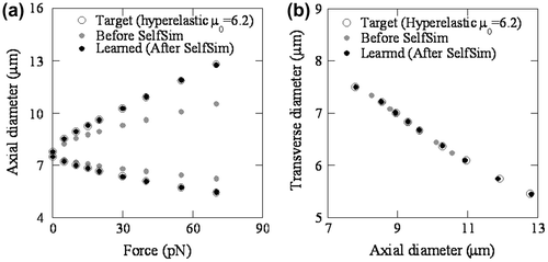 Figure 6. Global responses with extracted material model before and after SelfSim using synthetic target measurement generated from a hyperelastic material model representation of RBC: (a) Force-displacement, and (b) Transverse-axial displacement.