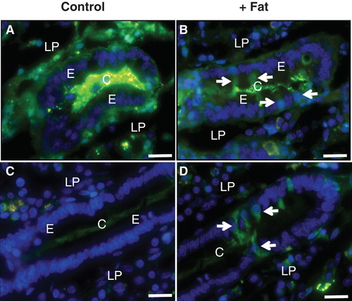 Figure 9. Uptake of FITC-ovalbumin and FITC-insulin in the crypts induced by fat absorption. (A) & (C) No uptake of ovalbumin (A) or insulin (C) occurred in the crypts of the control explant. (B) & (D) After fat absorption, both ovalbumin (B) and insulin (D) had been taken up by several enterocytes in the crypts (marked by arrows). Bars, 20 μm. This Figure is reproduced in color in Molecular Membrane Biology online.