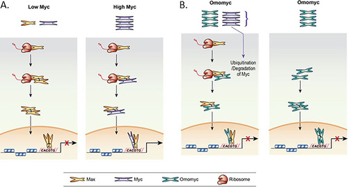 FIG 9 Models for Max cotranslational association with Myc and Omomyc inhibition of MYC transcriptional activity. (A) Cotranslational binding of Myc to Max when Myc levels are low (normal cells) and when Myc levels are high (transformed cells). (B) Two models of how Omomyc inhibits Myc-mediated transcriptional activity in the cell. (Left) Cotranslational binding of Omomyc to Max, blocking Myc binding to Max, leading to Myc degradation. (Right) Direct binding of Omomyc to E boxes in promoters of Myc-regulated genes as proposed previously by Jung et al. (Citation23).