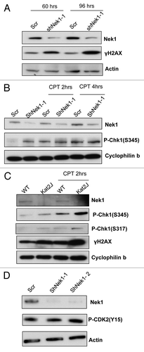 Figure 3. Replication stress in Nek1-deficient cells. (A) HEK293 cells were transfected with scrambled sequence or Nek1 shRNA to collect cell lysate at 60 and 96 h post-transfection. Cell lysate was analyzed by immunoblotting for phosphorylated H2AX (γH2AX), Nek1 and actin. (B) HEK293 cells were transfected with scrambled sequence or Nek1 shRNA, and 72 h later, the cells were treated with 100 nm Camptothecin for 2 and 4 h to collect lysate for immunoblotting of phosphorylated Chk1 (S345), Nek1, and cyclophilin b (loading control). (C) Renal tubular epithelial cells from WT and Kat2J mice were treated without or with 100 nm Camptothecin for 2 h to collect lysate for immunoblotting of phosphorylated Chk1 (S345 or S317), γH2AX, Nek1, and cyclophilin (B). (D) HEK293 cells were transfected with scrambled sequence or Nek1 shRNA to collect lysate 72 h later for immunoblotting of phosphorylated CDK2 [Y15]), Nek1, and actin.