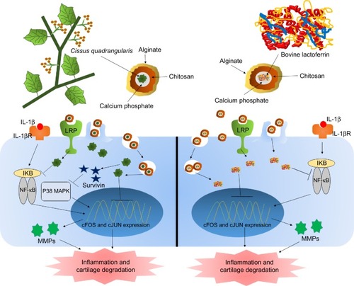 Figure 4 Natural therapy for arthritis using alginate-enclosed chitosan-coated calcium phosphate nanoparticles (AEC-CP-NCs).Notes: Cissus quadrangularis inhibits catabolic activity of IL-1β-induced inflammation and cartilage damage. Reduction of pro-inflammatory cytokines and MMPs are also regulated by treatment of C. quadrangularis. Fe-bLf, on the other hand, inhibits the activation of inflammatory and cartilage degenerative genes and proteins as well as miRNA involved in depleting iron and calcium metabolism. AEC-CP-NCs are readily absorbed by intestinal cells due to its mucoadhesive nature and are taken up by the circulation where they reach disease inflamed arthritic joints by the enhanced permeability and retention (EPR) effect. NCs internalize by endocytosis and receptor-mediated endocytotic pathways.Abbreviations: Fe-bLf, iron saturated bovine lactoferrin; IL, interleukin; MMPs, matrix metalloproteinase; NCs, nanocarriers.