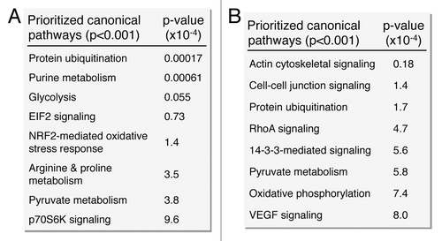 Figure 6. Pathway analysis interaction mapping prioritizes canonical metabolic processes within the upregulated and downregulated iPS subproteomes. Ingenuity Pathway Analysis identified a number of overrepresented (P < 0.001) metabolic canonical pathways within the upregulated (A) and downregulated proteins arising from somatic cell reprogramming (B).