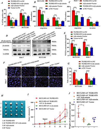 Figure 6 Knockdown of β-catenin reverses the phenotypic effects of lncRNA TGFB2-OT1 on HCC in vitro and in vivo. (A) EdU assays in Huh-7 and HCCLM3 cells transfected with different plasmids. (B and C) Transwell assays indicated that the knockdown of β-catenin reverses the effects of TGFB2-OT1 on hepatoma cells. (D) WB analysis of VEGFA, β-catenin, and phosphorylated β-catenin expression levels in Huh-7 and HCCLM3 cells transfected with different plasmids. (E) ELISA for examining exocrine VEGFA levels in CMs from hepatoma cells. (F and G) Representative images of angiogenesis after incubation with different CMs and related statistical analysis. (H) Representative images of xenografts from nude mice following rescue experiments. (I and J) Tumor volume curves and tumor weight histograms of xenografts from nude mice with tumors treated with different adenovirus constructs. *P < 0.05; **P < 0.01; ***P < 0.001; ****P < 0.0001.