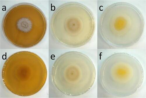 Figure 3. Growth of Pleurostoma hongkongense HKU44T on various culture media after 7 days of incubation at 25°C. (a, d) Malt extract agar (MEA). (b, e) Sabouraud dextrose agar (SDA). (c, f) Potato dextrose agar (PDA). Brightness was adjusted individually for each panel.