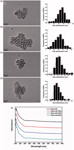 Figure 1. The representative TEM images (left), size distribution histograms (right), and UV analysis of Nano-Se. (A–D) The morphology of as-synthesized Nano-Se exposure to different irradiation was characterized by TEM and their size distribution histograms were obtained by size analysis of over 150 particles. The mean diameters were 27.5, 25.8, 22.4 and 19.82 nm, respectively. Scale bar were 50 nm. (E) UV–vis spectroscopy of Nano-Se exposure to different irradiation.