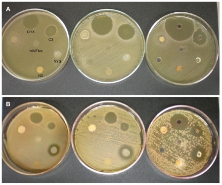 Figure 6 Inhibition halo analysis using (A) Streptococcus mutans (n = 3) and (B) Candida albicans strains (n = 3) of CHX aqueous solution 0.12%, CHX derivative 60% CEC – 24 hours (C3), NYS, NYS derivative 60% CEC – 24 hours (N3), and MMTNa.Note: The inoculum in all Petri dishes followed the order displayed on the first dish.Abbreviations: CHX, chlorhexidine; MMTNa, sodium montmorillonite; NYS, nystatin.