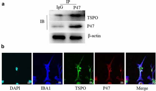 Figure 3. TSPO binds P47. (a) BV2 cells were lysed and immunoprecipitation was carried out with indicated antibodies. The immunocomplexes were subjected to western blot analysis. (b) Immunofluorescence imaging of IBA1, TSPO, P47 and DAPI was captured on the confocal microscope.