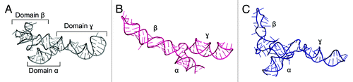 Figure 1. Crystal structure of Escherichia coli 5S rRNA (PDB ID: 3OAS) (A) and computational models predicted with the fragment assembly approach based on structural probingCitation78 (B) and manual modeling based on cryo-EM data of the 50S subunitCitation79 (C).