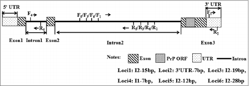 Figure 1. Gene structure and primer design diagram of sheep PRNP.
