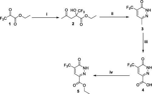 Scheme 1. Preparation of ester 5; reagents and conditions: (i) Acetone, DMF, L-proline, r.t., 48 h; (ii) NH2NH2, AcOH, reflux, 6 h; (iii) K2Cr2O7, Conc. H2SO4, 0 °C to r.t. overnight; (iv) EtOH, H2SO4, reflux, 4 h.