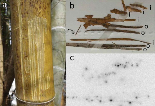 Figure 10 (a) Scars after scraping the skin from a bamboo tree in 2013; (b) bamboo skin scraped from bamboo trees; (c) autoradiograph of the bamboo skin. Outside surface (o) and inner side (i) of the skin were exposed to make autoradiographic images. Eleven skin samples from bamboo were used to obtain autoradiographic images and determine the radioactivity levels (Supporting information: Fig. S1, Table S3).