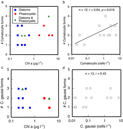 Fig. 6 Scatterplots showing the relationship between the numbers of different forms of (a) Cymatocylis affinis and (c) Condonellopsis gaussi found in relation to the concentration of chlorophyll (symbols show the dominant phytoplankton forms), and (b, d) the total concentrations of the species, all forms pooled. Note that there is no apparent relationship between numbers of forms and the concentration or composition of the phytoplankton. However, the number of forms found in a station sample was positively related to the overall concentration of Cymatocylis affinis, all forms pooled. For C. gaussi the relationship was not significant.