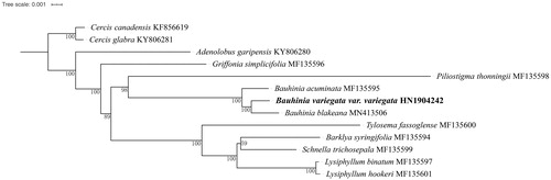 Figure 1. The maximum-likelihood (ML) phylogenetic tree based on a concatenation of 77 protein-coding genes. Numbers on the branches are bootstrap support values.