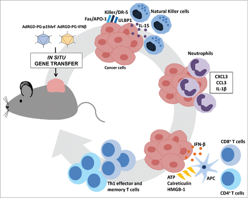 Figure 1. Proposed mechanism for the immunotherapeutic cycle induced upon combined gene transfer of p19Arf and interferon-β. In situ injection of both AdRGDPG-p19Arf and AdRGDPG-IFN-β adenoviral vectors into the tumor mass results in the reestablishment of p53/Arf pro-apoptotic and interferon-β pathways and culminates in a cell death process that: (i) upregulates Interleukin-15, ULBP1 and KILLER/DR5 to stimulate natural killer cells, (ii) recruits CD11b+ Ly6G+ neutrophils by the up regulation of CCL3, CXCL3 and Interleukin-1β, (iii) and together with the release of calreticulin, ATP and HMGB1 induces a Th1 cytotoxic immune response and establishment of immunological memory.