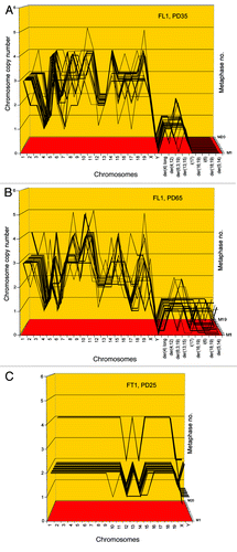 Figure 10. Karyotype arrays of immortal, neoplastic clones of SV40 virus-transformed lung cells, FL1 (A and B) and tail cells, FT1 (C) from a telomerase-deficient mouse. The clones appeared 3 mo after infection by SV40 tumor virus together with their new clonal and flexible karyotypes. Karyotype arrays of the lung-derived focal culture, FL1 were determined 35 and 65 generations after isolation of the focal culture. The arrays show that the FL1 karyotype was near-triploid with near clonal FL1-specific chromosome numbers and chromosome copy numbers (see also Table 6). The karyotype array of the tail-derived focal culture, FT1 was determined 25 generations after isolation of the focal FT1 clone. The array shows that the FT1 karyotype was hypo-diploid with 94–100% clonal chromosome numbers and chromosome copy numbers.