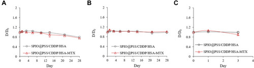 Figure 3 Stability of SPIO@PSS/CDDP/HSA and SPIO@PSS/CDDP/HSA–MTX nanoparticles, as revealed by relative diameter change compared to the particle size at Day 0 (D/D0) in (A) PBS, (B) saline, and (C) DMEM supplemented with 10% FBS.