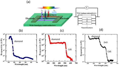 Figure 5. (a) Multiband photodetector concept by integrating other semiconductors on diamond, (b) spectral response of the SCD MSM photodetector, (c) spectral response of the two-band photodetector. (c) Spectral response of the three-band photodetector [Citation76].