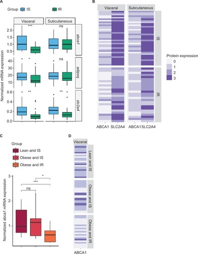 Figure 2 Expression of ABCA1, adiponectin and GLUT4 in adipose tissue from IS and IR individuals.