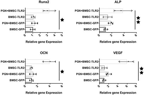 Figure 2. Real-time RT-PCR analysis. The expression of Runx2, ALP, OCN, and VEGF in BMSCs after PGN stimulating TLR2 signaling pathway in BMSCs was detected using real-time RT PCR. (★, p < .05; ★★, p < .01).