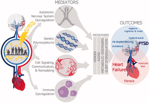 Figure 1. Mediators and modulators of the co-morbidity between PTSD and heart failure. Diagram shows that stress, such as experiences during combat, influences multiple systems in the brain and heart that can serve to induce PTSD as well as cardiovascular diseases. Mounting evidence suggests that the co-morbidities between PTSD and heart failure might be due to similar autonomic nervous system dysregulation, similar genetic polymorphisms, and/or common changes in cell signaling, communication and remodeling, plus immune dysregulation. Sleep dysregulation, gender, aging, and metabolic disorders can all modify the severity and progression of PTSD and heart failure symptoms, but it is yet unknown how these modifiers contribute to the comorbidity between PTSD and heard failure.