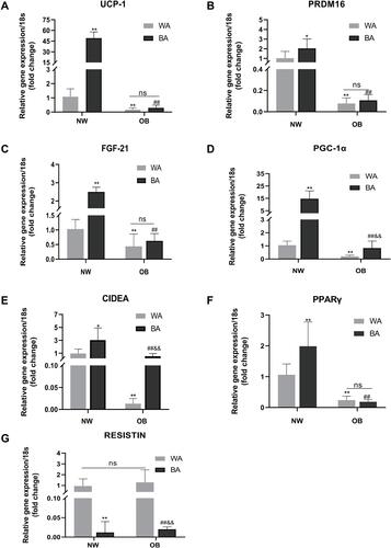 Figure 3 Thermogenic and adipogenic genes expressions in differentiated adipocytes. Comparison of UCP-1 (A), PRDM16 (B), FGF21 (C), PGC-1α (D), CIDEA (E), PPARγ (F) and resistin (G) mRNA expressions of WA- and BA-induced adipocytes in normal-weight (NW) and obese (OB) groups. Values are mean ± SD; n= 12 for NW-WA, NW-BA, OB-WA and OB-BA groups; data used for analysis were mean values of three replicate experiments for each sample; *p< 0.05 vs NW-WA group, **p< 0.01 vs NW-WA group, ##p< 0.01 vs NW-BA group, &&p< 0.01 vs OB-WA group.Abbreviation: ns, not significant.