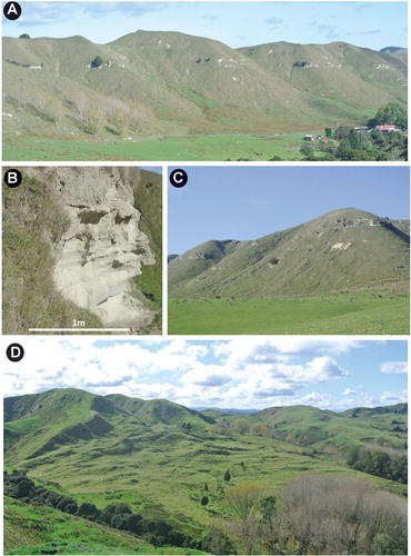 Figure 7. A, Coutts Creek Horizon cropping out along the southern scarp slope of Coutts Creek (BL34 2539 7275). B, Close up of Coutts Creek Horizon at the Coutts Creek locality. C, Coutts Creek Horizon forming a conspicuous ledge in the landscape D, An example of the landslides on the southern dip slopes in the Rangitikei District (BL34 0862 7724).