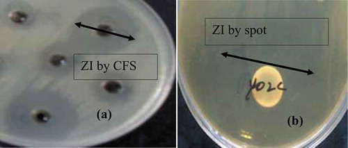 Figure 1. Zone of inhibition of LAB and its metabolites against target bacteria (a) Zone of inhibition (ZI) of CFS (cell-free supernatant) of L. lactis by agar well diffusion and (b) Zone of inhibition (ZI) of L. lactis by spot on lawn method.Figura 1. Zona de inhibición de LAB y sus metabolitos contra bacterias diana (a) Zona de inhibición (ZI) de CFS (sobrenadante libre de células) de L. lactis por difusión en agar y (b) Zona de inhibición (ZI) de L. lactis por el método de mancha en el césped “spot on lawn method.”