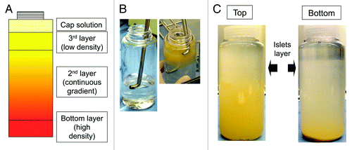 Figure 1. Bottle purification method. (A) The schema of the continuous gradient solution for the bottle purification method. (B) A “tip-bent” candy cane–shaped stainless pipe used for making the gradient (left panel). The pipe was useful to load the tissue into the top layer in the Top loading method (right panel). (C) Pictures of the bottles after loading and centrifugation. Left: Top loading. Right: Bottom loading. Islets exist in the upper layer in both methods (arrows).