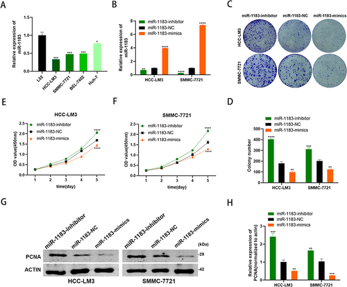 Figure 2 MiR-1183 suppresses cell proliferation of HCC cells. (A) miR-1183 had low expression in HCC cell lines. (B) Expression of miR-1183 was confirmed by qRT-PCR in HCC-LM3 and SMMC-7721 cells. (C and D) Effect of miR-1183 on proliferation in HCC-LM3 and SMMC-7721 cells by colony formation assay. (E and F) Effect of miR-1183 on proliferation in HCC-LM3 and SMMC-7721 cells by CCK8 assay. (G and H) Effect of miR-1183 on proliferation in HCC-LM3 and SMMC-7721 cells by Western blot. *p < 0.05;**p < 0.01; ***p < 0.001; ****p < 0.0001.