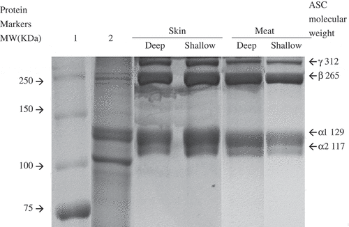 Figure 2. SDS-PAGE of meat and skin collagen from deep-sea water-cultured and shallow-sea water-cultured orbicular batfish.Lane 1: protein marker. Lane 2: bovine type I collagen.