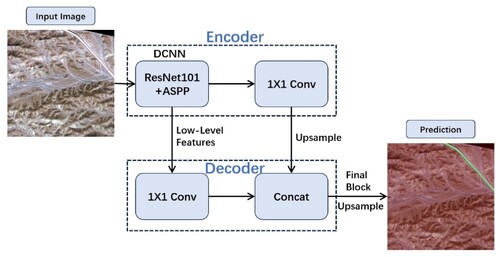 Figure 2. The DeepLabv3 + network backbone structure is usinged in both semi-supervised (UniMatch) and fully supervised models.